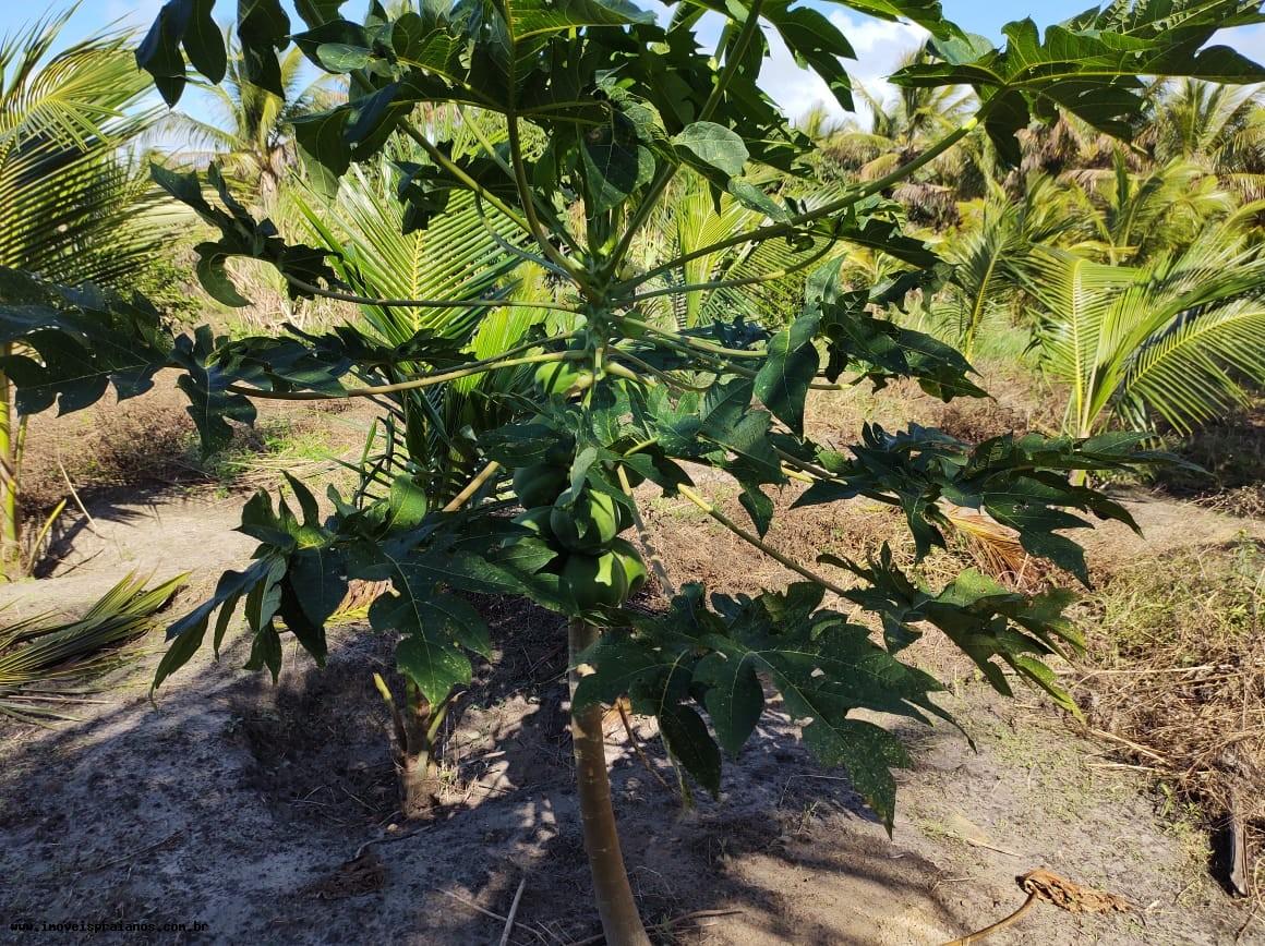 Chácara, 4 quartos, 5000 m² - Foto 32